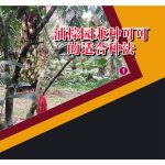 油棕园兼种可可的适合种法