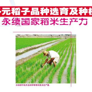 多元稻子品种选育及种植,永续国家稻米生产力