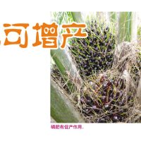 磷肥可增产