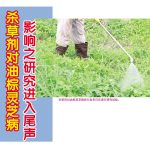 杀草剤対油棕灵芝病影响之研究进入尾声