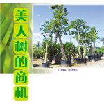美人树的商机