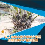 私人油棕小园主领域之概况及兼谈提升产量及收益
