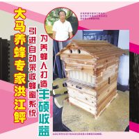 大马养蜂家洪江鲆引进自动收蜂蜜系统为养蜂人打造丰硕收益