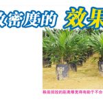 秧苗排放密度的效果启示