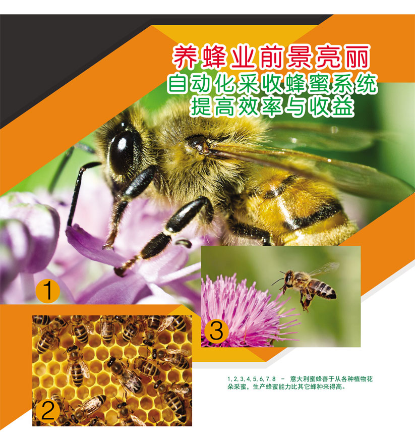 You are currently viewing 养蜂业前景亮丽自动化采收蜂蜜系统提高效率与收益
