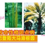 致命性橙斑点病已登陆大马油棕园