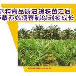 下种高品质油棕秧苗之后,野草亦必须菅制以利树成长