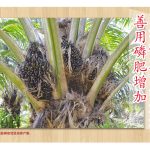 善用磷肥增加油棕产量的方法
