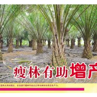 瘦林有助增产