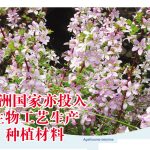 非洲国家亦投入生物工艺生产种植材料