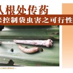 从根处传药来控制袋虫害之可行性