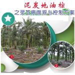 泥炭地油棕之灵芝病面观与控制方案