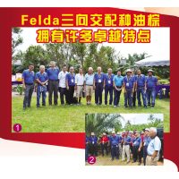 Felda 三向交配种油棕拥有许多卓越特点