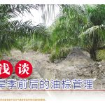 浅谈旱季前后的油棕菅理