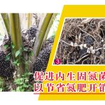 促进内生固氮菌以节省氮肥开销