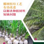 椰树组培工艺有待改进,以解决种植材料短缺问题