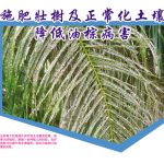 施肥壯樹及正常化土壤降低油棕病害