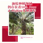 油棕种植领域仍存在着 10% Dura & Pisifera 劣种油棕