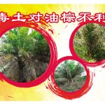 毒土对油棕不利