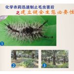 化学农药迅速制止毛虫害后之建立健全生態必要性