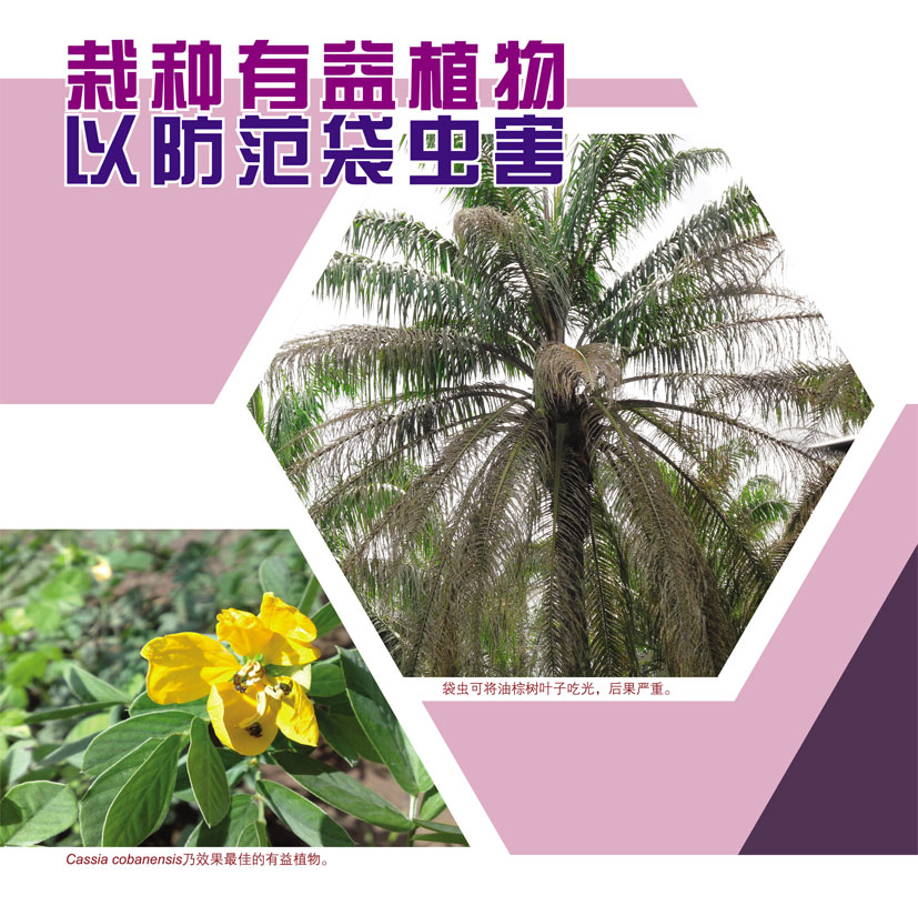 Read more about the article 栽种有益植物以防范袋虫害