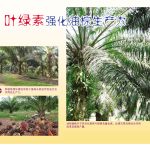 叶绿素强化油棕生产力