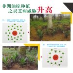 非洲油棕种植之灵芝病威胁升高