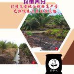 均衡养分打造泥炭地油棕较高产量及降低患上灵芝病风险