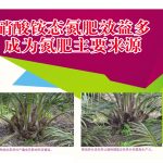 硝酸铵态氮肥效益多成为氮肥主要来源