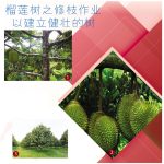 榴莲树修枝作业以建立健壮的树