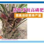 活性度较高磷肥提高油棕果串产量