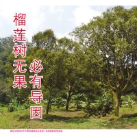 榴莲树无果必有导因