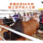 养殖优质KK牛种踏上百万收入之路