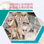 油棕园丘采用鼠药对幼猫头鹰的影响