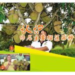 认识印尼主要榴莲品种