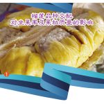 榴莲品种交配对坐果率及果粒质量的影响