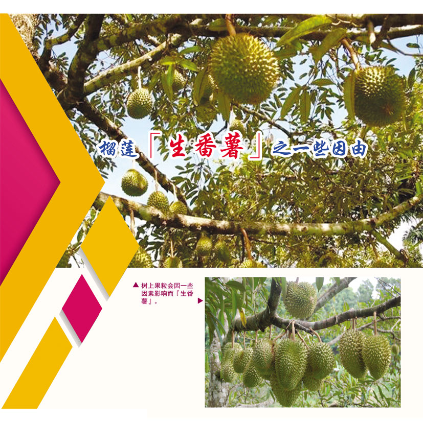 Read more about the article 榴莲【生番薯】之一些因由