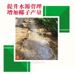 提升水源管理增加椰子产量