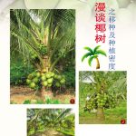 漫谈椰树之移种及种植密度