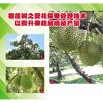 榴莲树之促花保果管理技术以提升果粒品质及产量