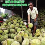 菲律宾榴莲能否同享庞大的国际市场?