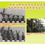 控制油棕树体内激素合成量有望抑制树高度并提高生产力