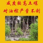 咸度较高土壤对油棕产量不利