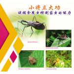 小将立大功,谈捕食昆虫控制袋虫的能力