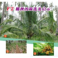 F2椰秧的筛选及启示