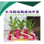 大马棕油局成功开发高产高种植密度紧凑型组培油棕