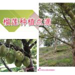 榴莲种植点滴