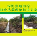 深泥炭地油棕旧叶枯萎现象解决方案