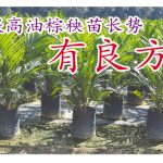 提高油棕秧苗长势有良方