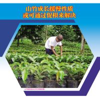 山竹成长缓慢性质或可通过促根来解决